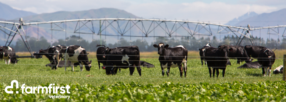 Large Animal (Dairy) Veterinarian - Darfield
