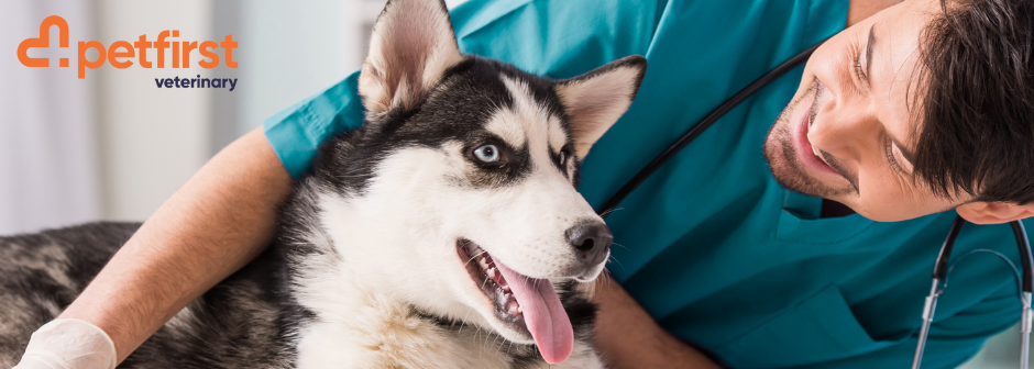 Companion Animal Veterinarian - Havelock North