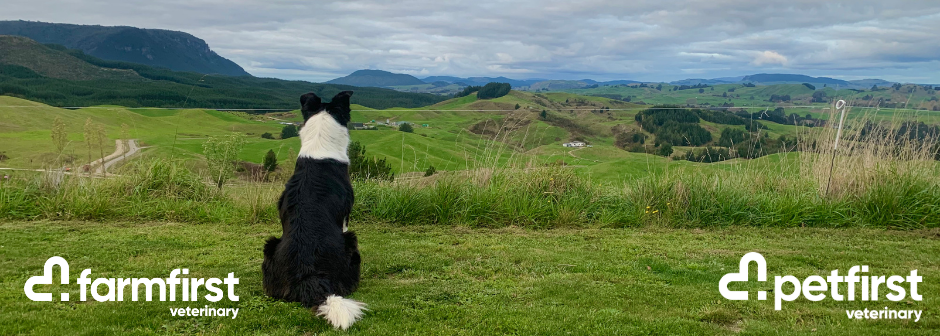 Mixed Animal Dairy Veterinarian – Ashburton