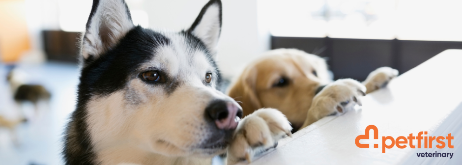 Petfirst Veterinarian (Waipā)