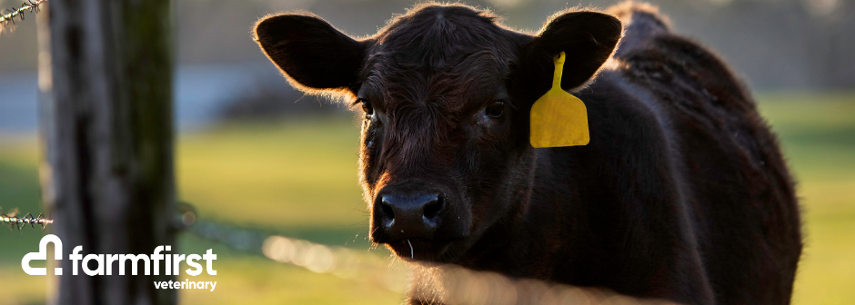 Large Animal Veterinary Technician - Te Awamutu - Full Time