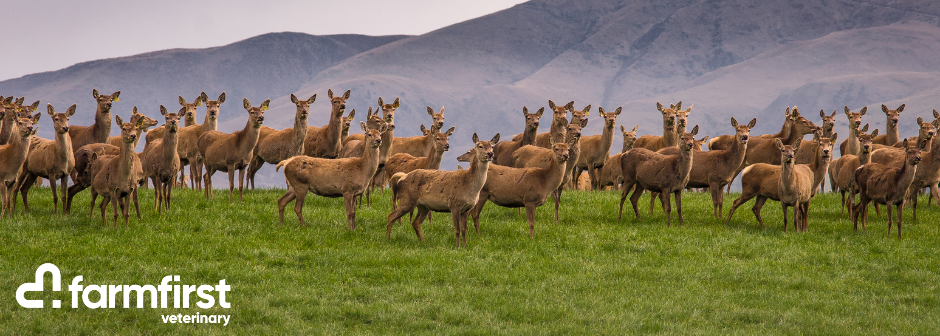 Large Animal (Deer) Veterinarian - Ashburton