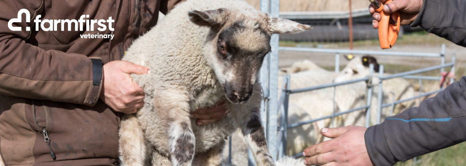Large Animal Veterinarian - Darfield