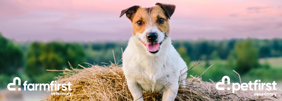 Mixed Animal Veterinarian - King Country