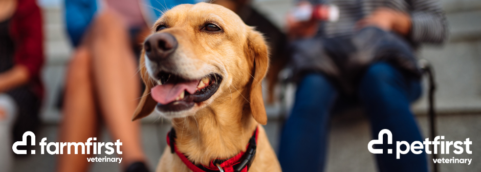 Senior Companion Animal Veterinarian – Darfield