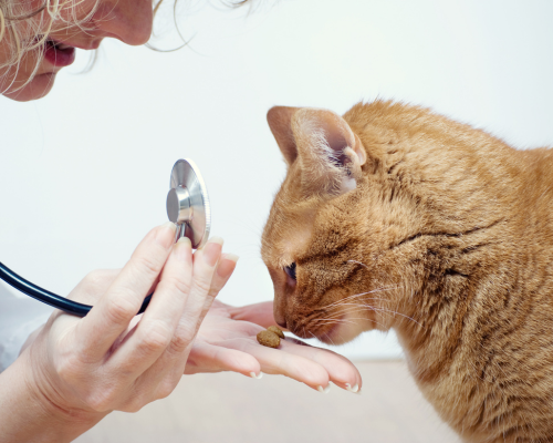 Companion Animal Veterinarian | Petfirst Turangi